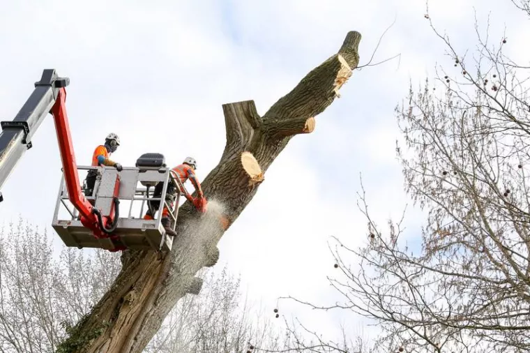 Comment abattre un arbre mort qui menace de s'effondrer ?, Commentry, Entreprise Jason