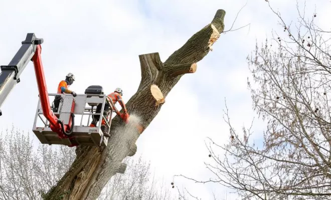 Abattage d'un arbre dans une propriété privée, Commentry, Entreprise Jason